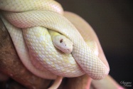 Iwakuni : serpents blancs